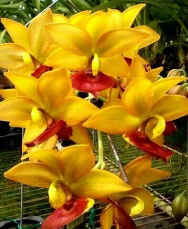 Other Orchids from Ekenhoff Nursery